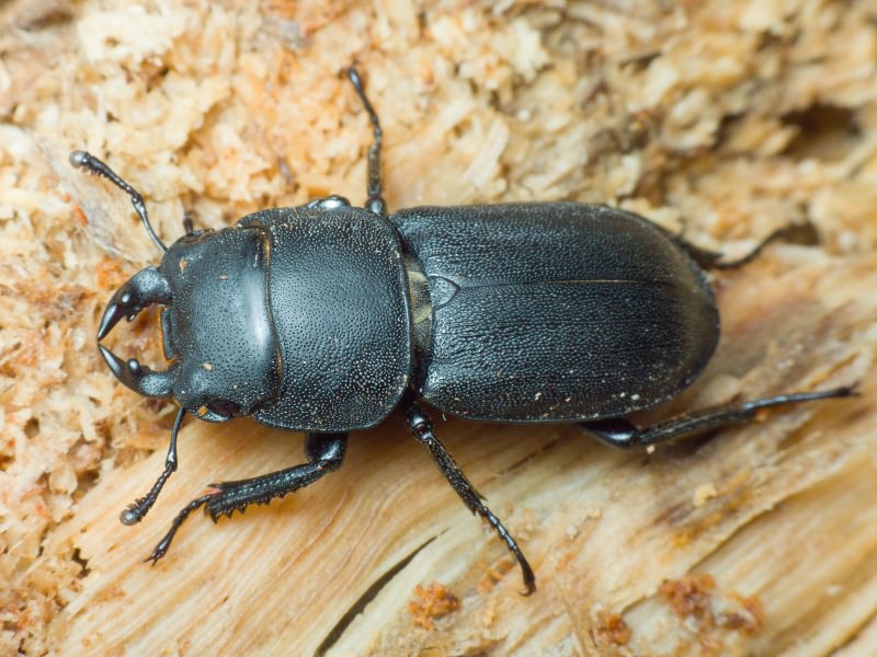 Dorcus parallelipipedus (Linnaeus, 1785)